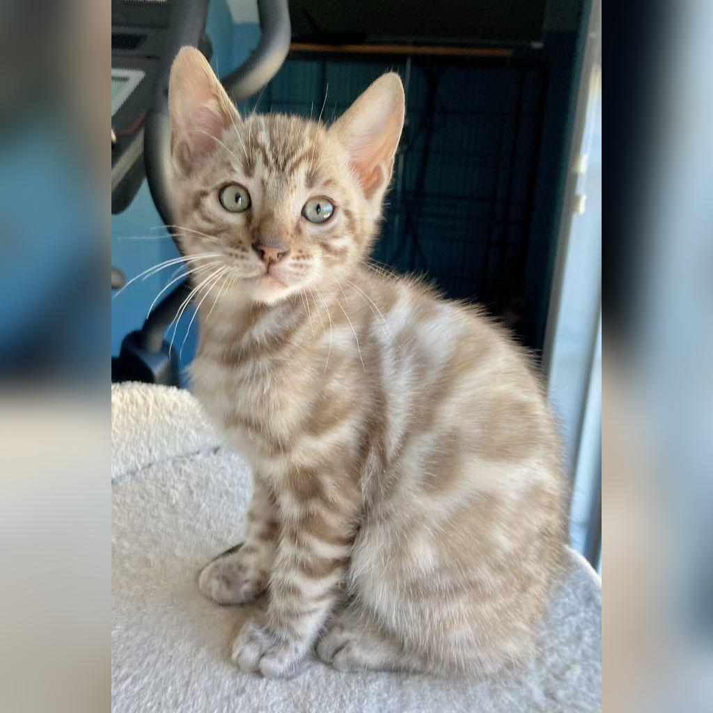 Cómo elegir un criador de gatos Bengalí en Colombia (sin ser estafado) — Banderas rojas: huye si ves esto