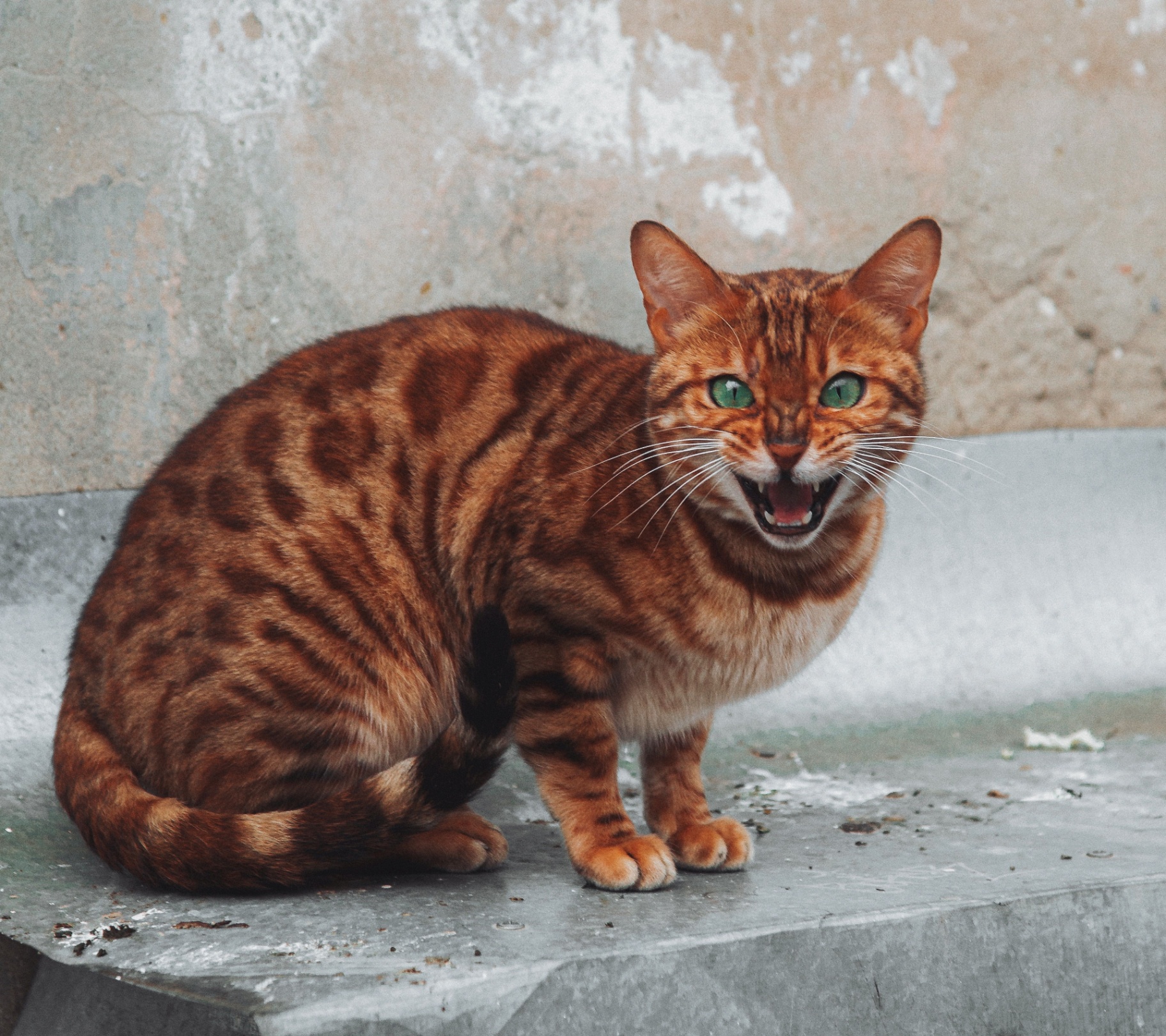 Bengalí Brown