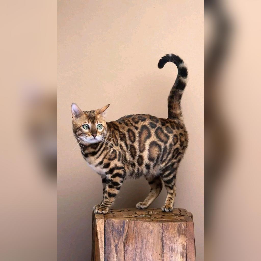 Gato Bengalí vs. otras razas: comparativa honesta para elegir bien