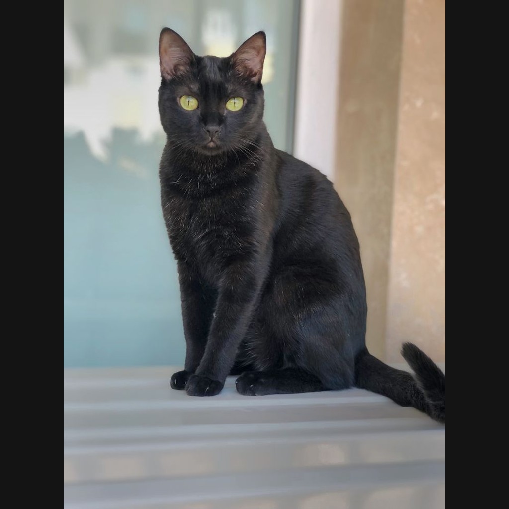 Carácter y personalidad del gato Bengalí: qué esperar realmente en casa — Un felino atlético, inteligente y curioso