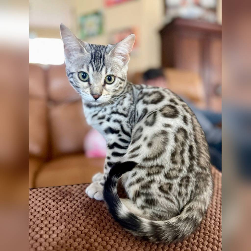 Precio de un gato Bengalí en Cali (2026): guía honesta y actualizada — Rangos de precio actualizados en Cali (2026)