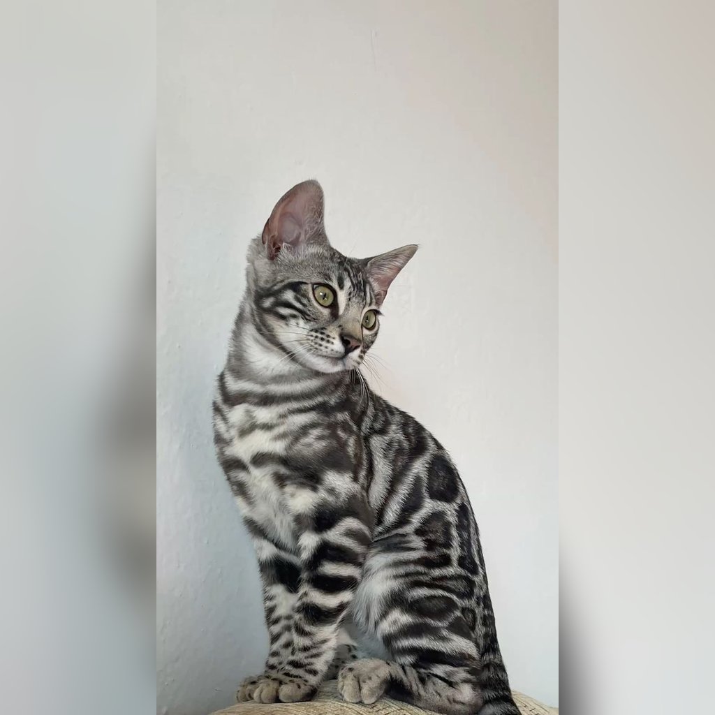 ¿Se puede tener un gato Bengalí en apartamento? Guía completa — Espacio vertical: la clave del apartamento