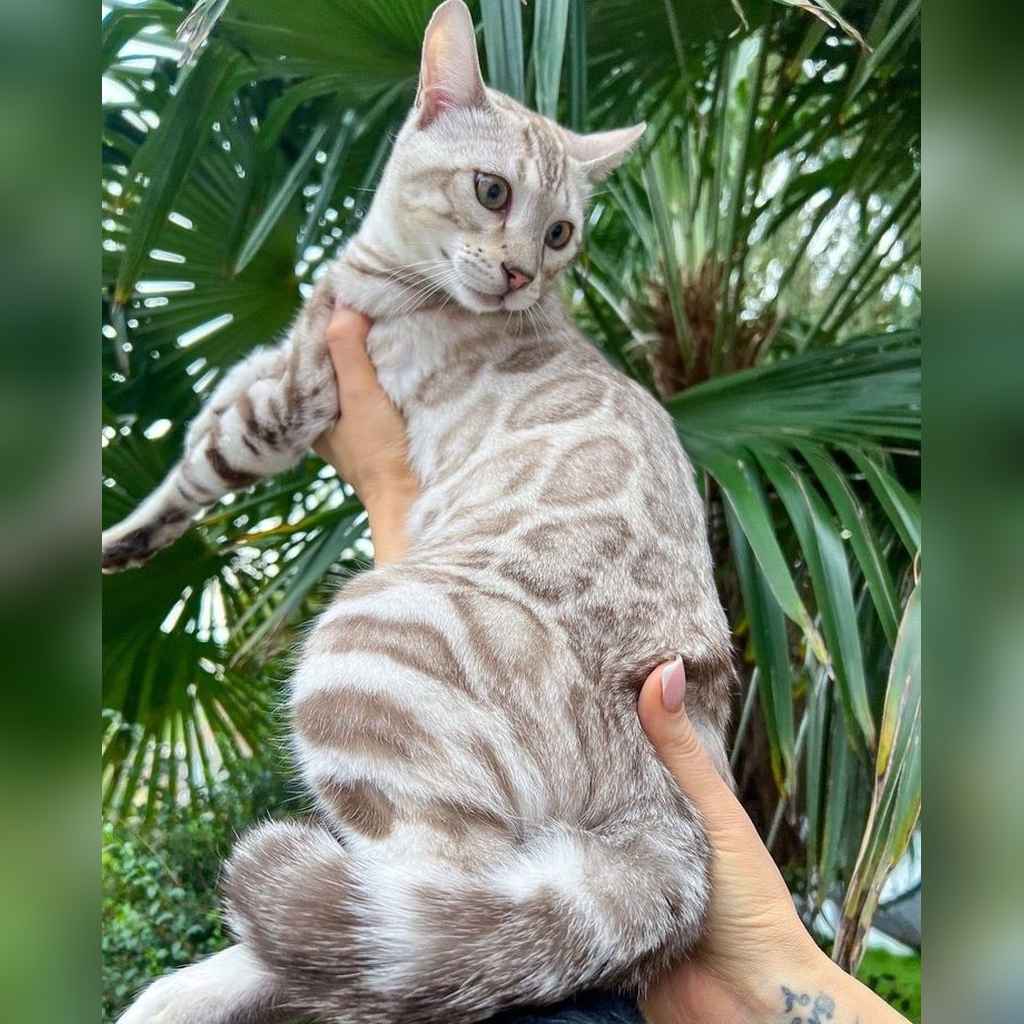 Cuánto cuesta un gato Bengalí en Bogotá (2026): precios y entrega VIP