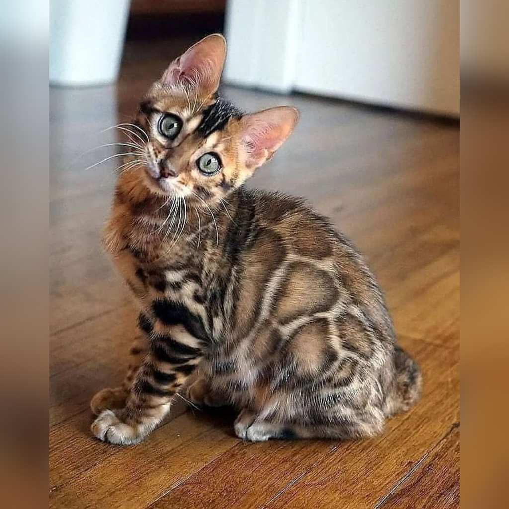 Carácter y personalidad del gato Bengalí: qué esperar realmente en casa — Convivencia con niños