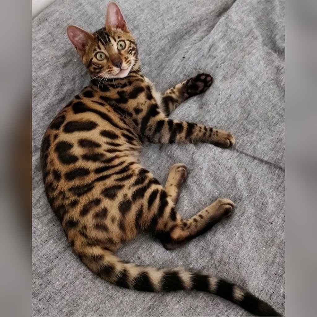 Precio de un gato Bengalí en Medellín (2026): guía completa y actualizada