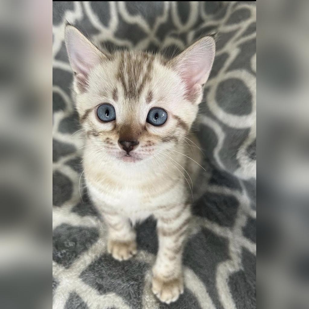 Cuidados básicos del gato Bengalí: alimentación, higiene, salud y ejercicio