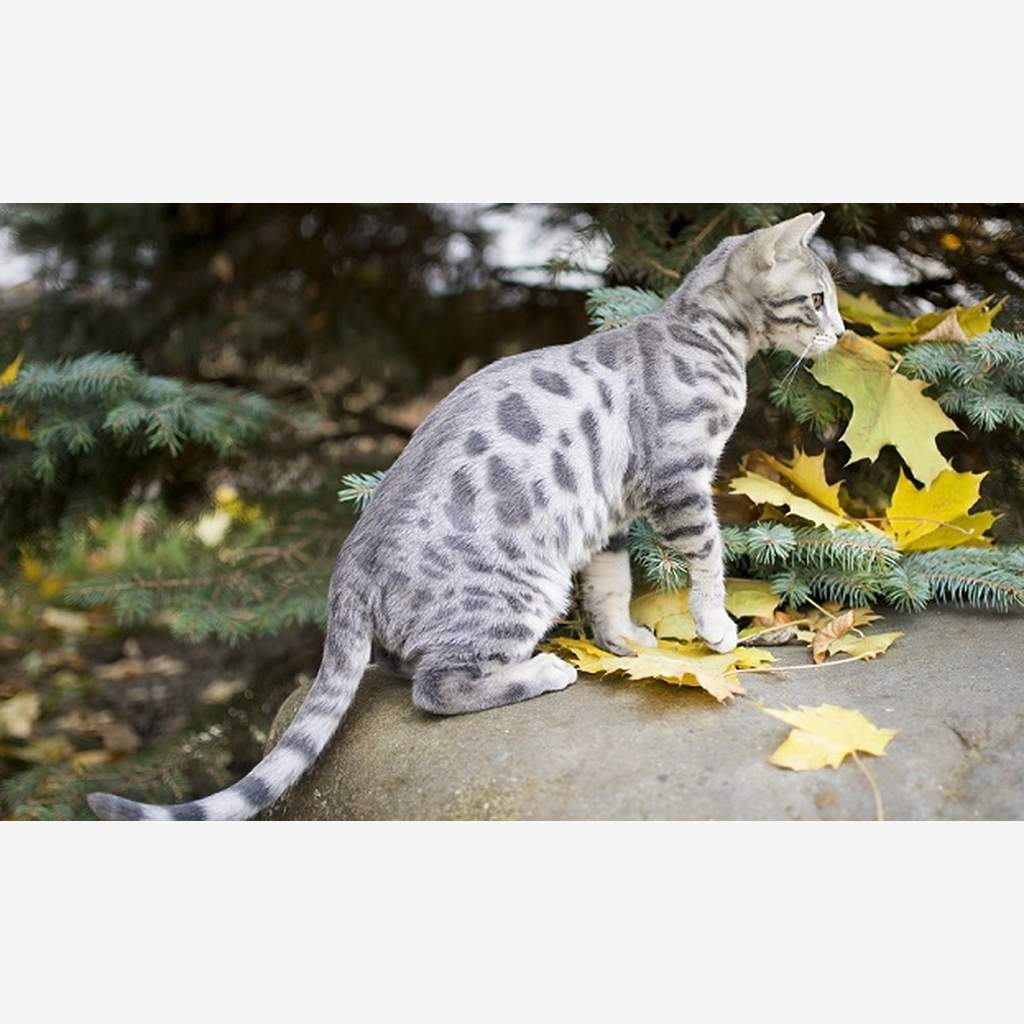 Gato Bengalí en Barranquilla y Cartagena (2026): precios, envíos y clima — Zonas de entrega en la costa