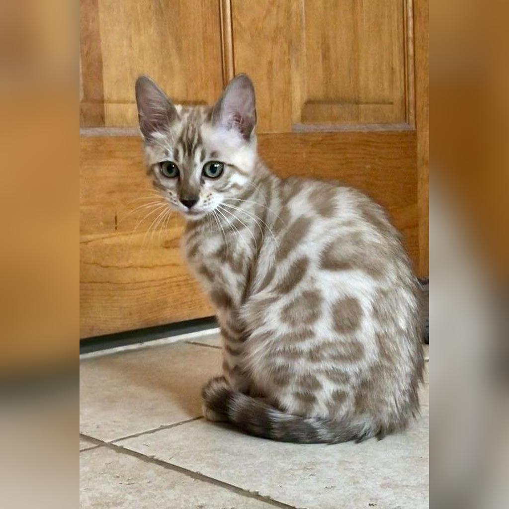 Cuidados básicos del gato Bengalí: alimentación, higiene, salud y ejercicio — Alimentación adecuada: la base de todo