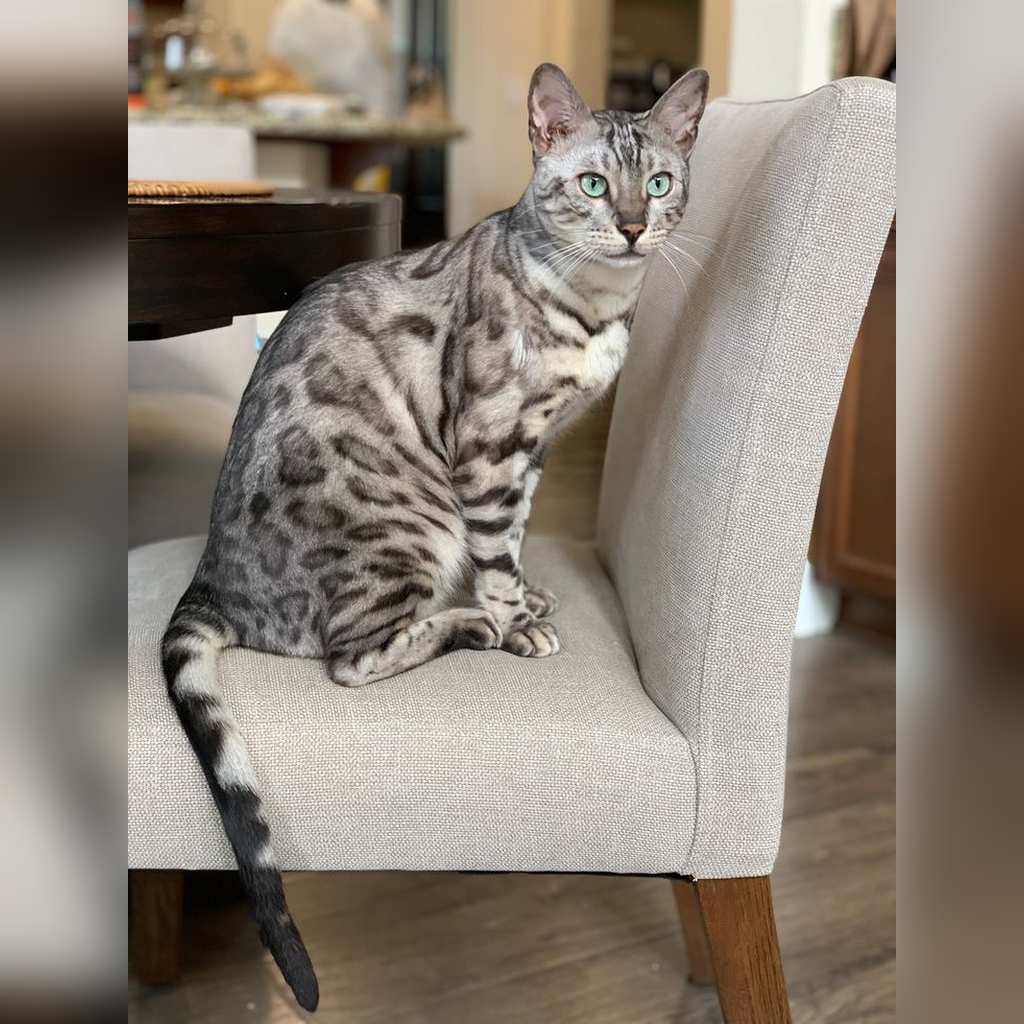 Precio de un gato Bengalí en Cali (2026): guía honesta y actualizada — Clima cálido del Valle: ventajas y cuidados