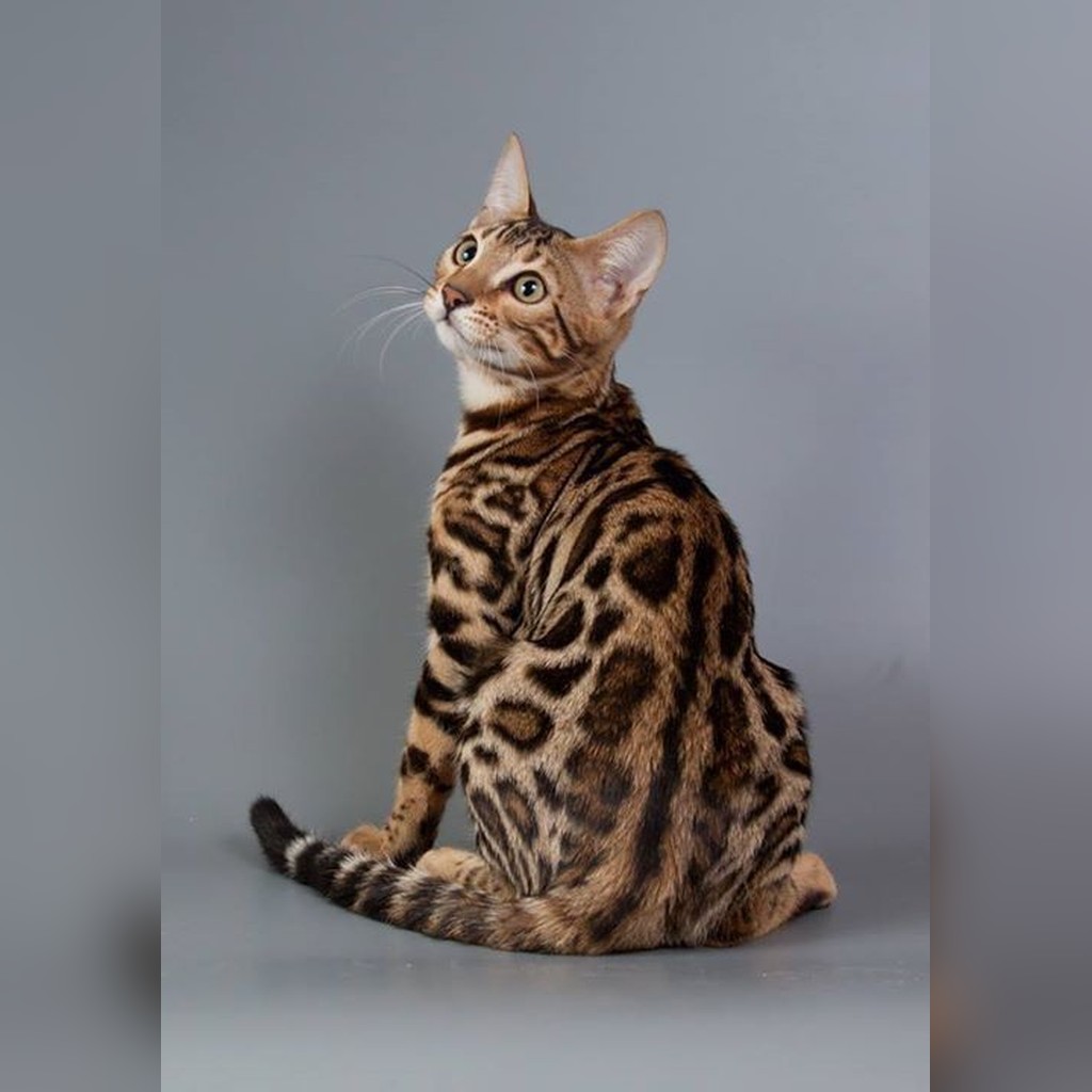 Gato Bengalí vs. otras razas: comparativa honesta para elegir bien — Bengalí vs. Persa: opuestos totales