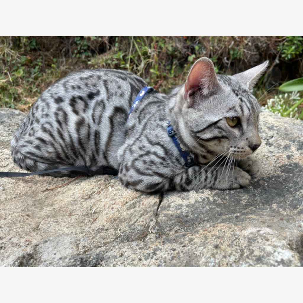 Gato Bengalí en Barranquilla y Cartagena (2026): precios, envíos y clima