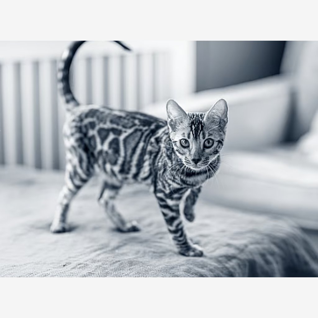 Gato Bengalí en Barranquilla y Cartagena (2026): precios, envíos y clima — Precios promedio 2026 en la costa Caribe