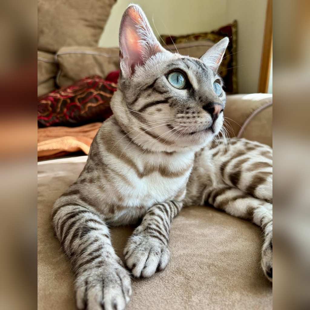 Carácter y personalidad del gato Bengalí: qué esperar realmente en casa — Convivencia con perros y otros gatos