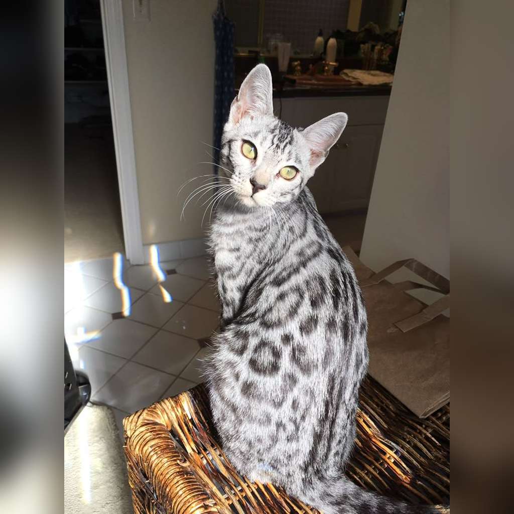 ¿Se puede tener un gato Bengalí en apartamento? Guía completa