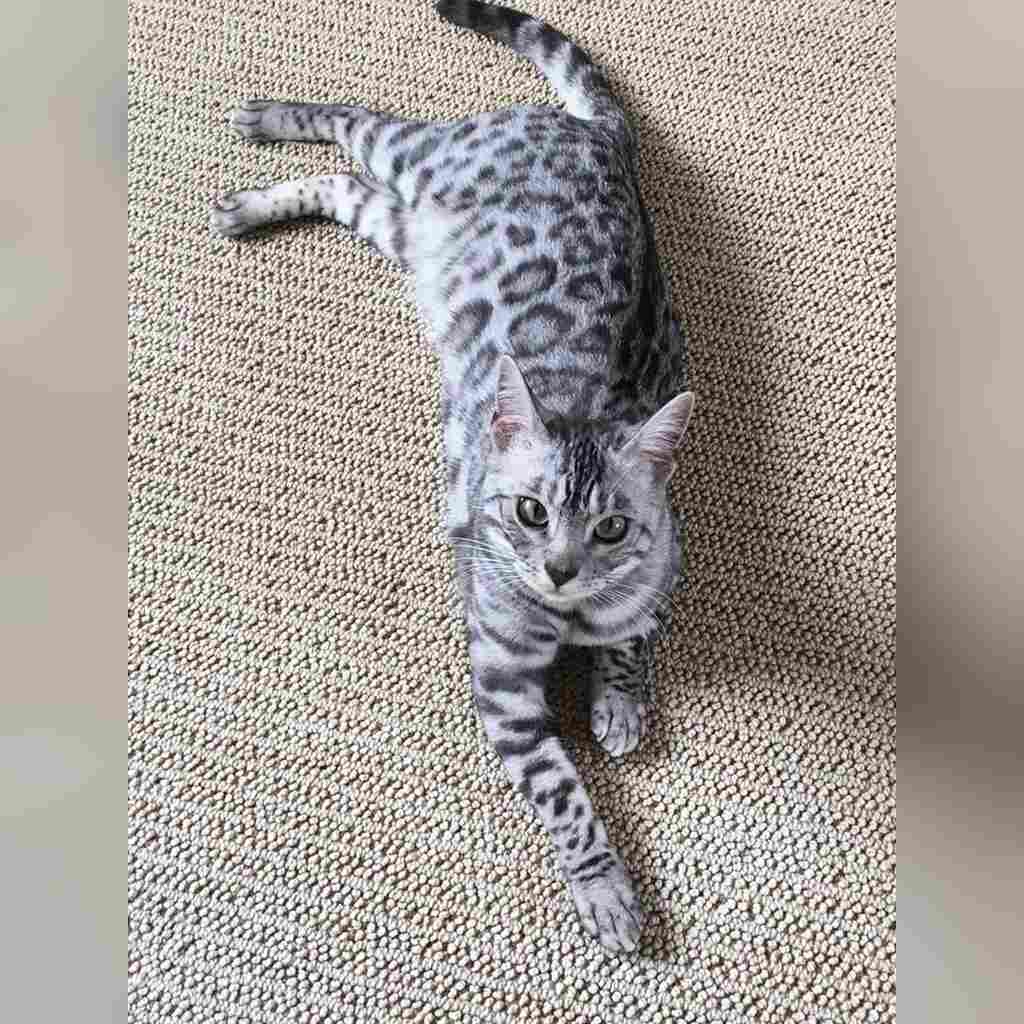 Precio de un gato Bengalí en Cali (2026): guía honesta y actualizada